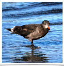 Seagull - Wading Seagull - Wading